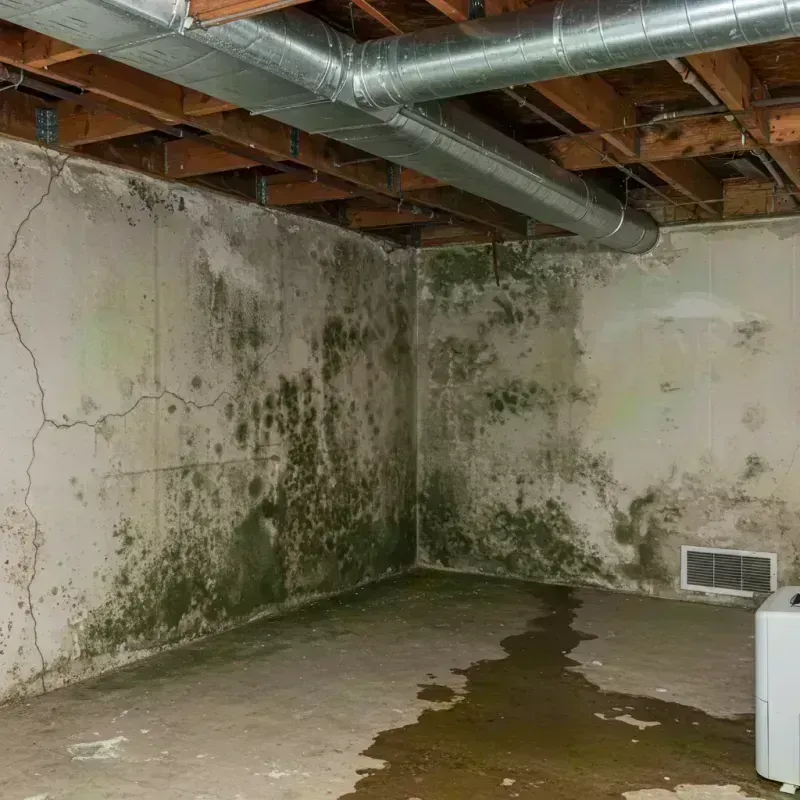 Professional Mold Removal in Richmond Heights, MO